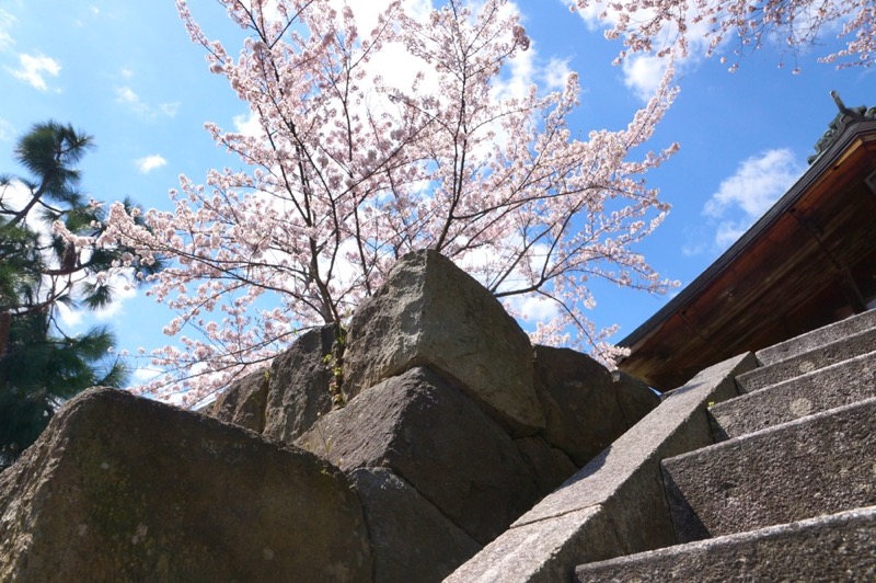 上山城　桜 (6)